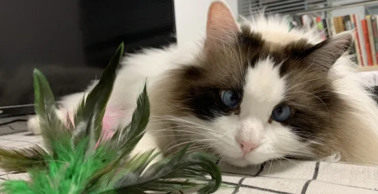 家庭宠物布偶猫咪萌宠动物