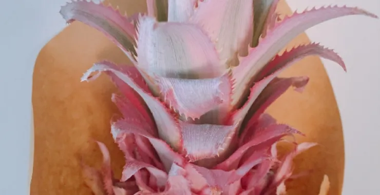 粉色装饰菠萝花束