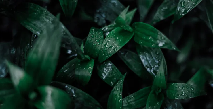 绿色树叶雨滴水滴下雨植物春色春天绿植