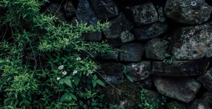 绿植石头花朵绿色草春色绿色