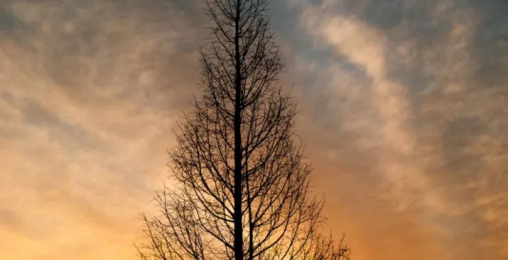 夕阳树木剪影枯木傍晚夜景蓝天白云风景
