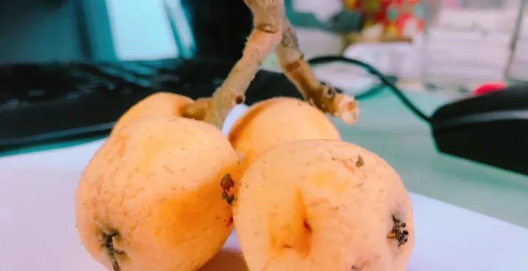新鲜水果采摘黄色枇杷特写