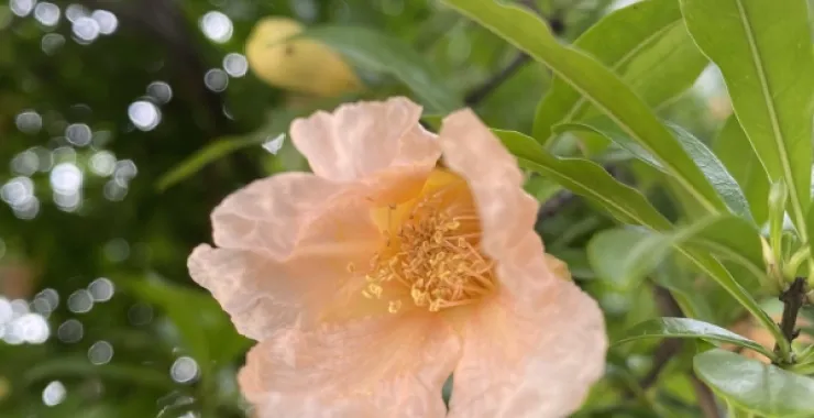 石榴花的春天绿意春色粉色花朵