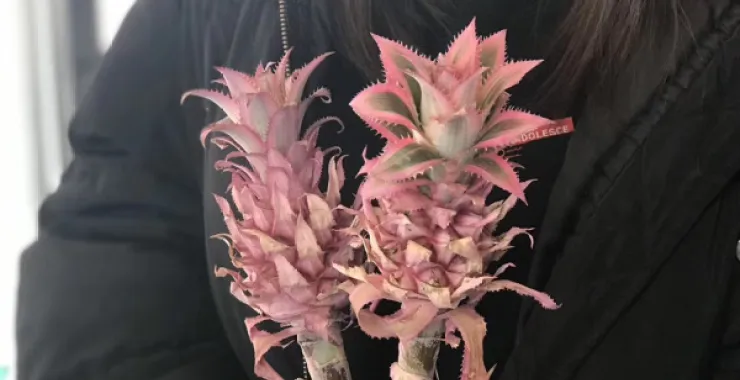 粉菠萝绿植手捧植物花草花卉盆花