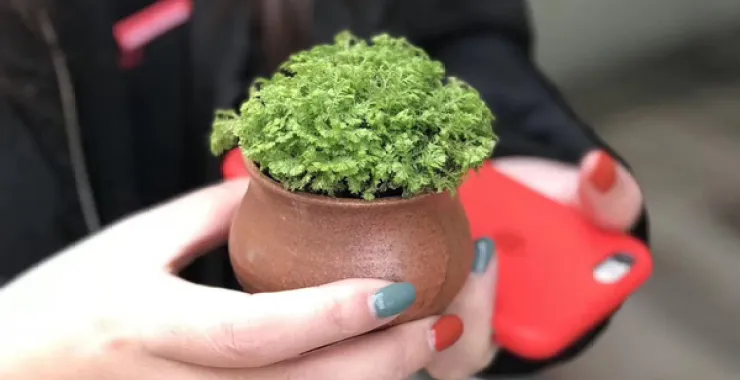 可爱绿色小盆栽手部特写绿植盆栽花