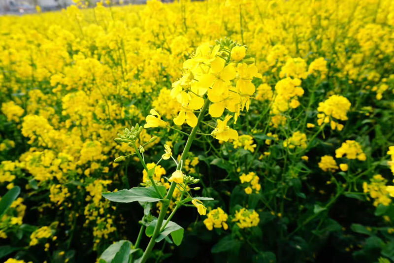 康山村金黄色的油菜花一大片油菜花春色旅游郊游亲子田野