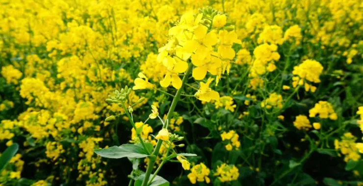 康山村金黄色的油菜花一大片油菜花春色旅游郊游亲子田野