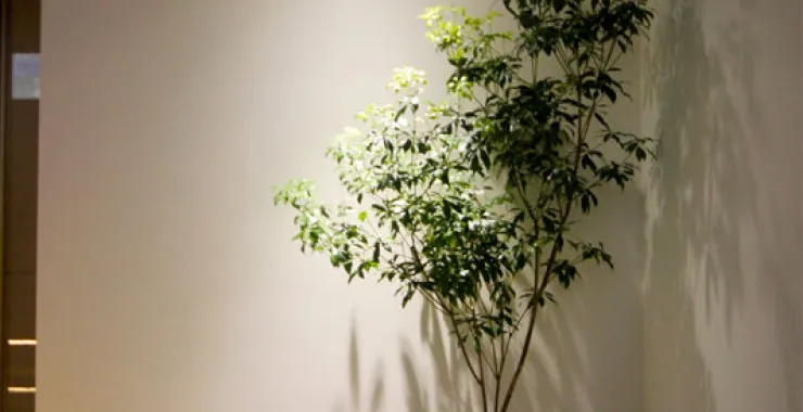 角落的一颗小绿树装饰装修进门转角玄关植物