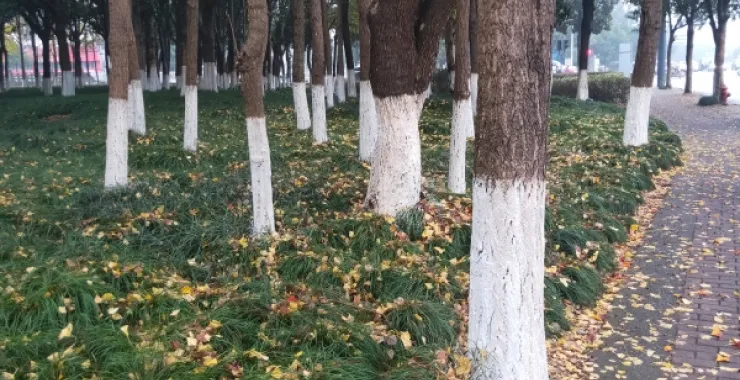 秋天步道旁边的草地上铺满了黄色的落叶