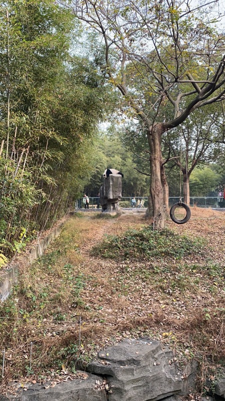 动物园里的熊猫特别可爱，喜欢爬树