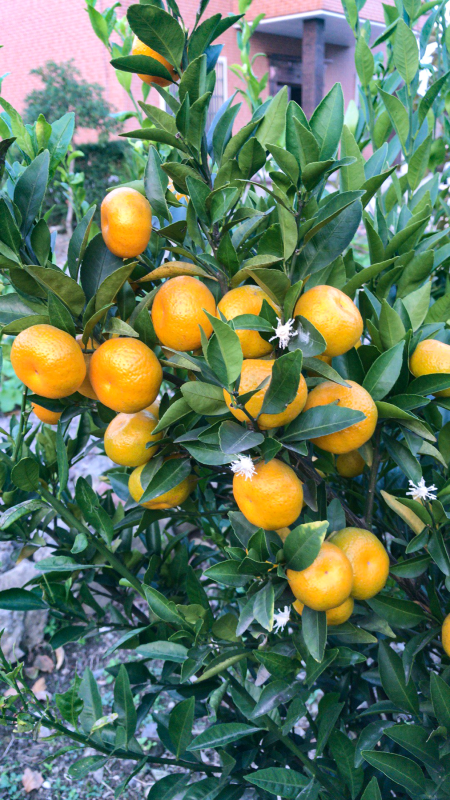 种植果树橘子树