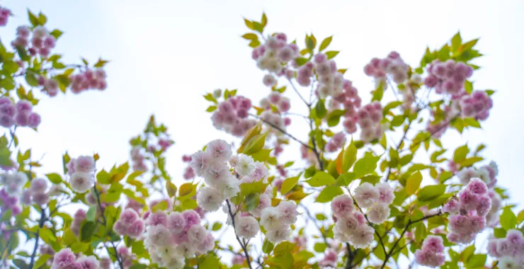 春天粉色花绿叶天空