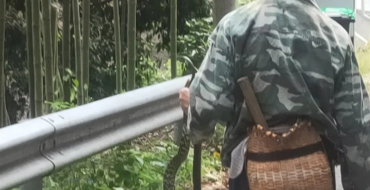 大岚柿林村山路上看到大伯抓到的野生蛇