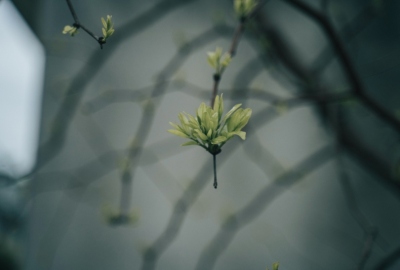 SimilarPics