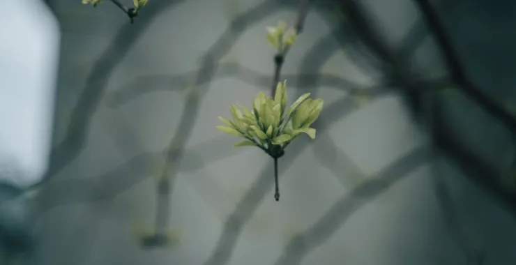 植物绿色春天发芽时间