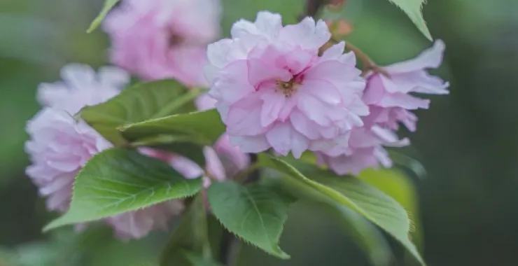 春天粉色花绿叶植物浪漫