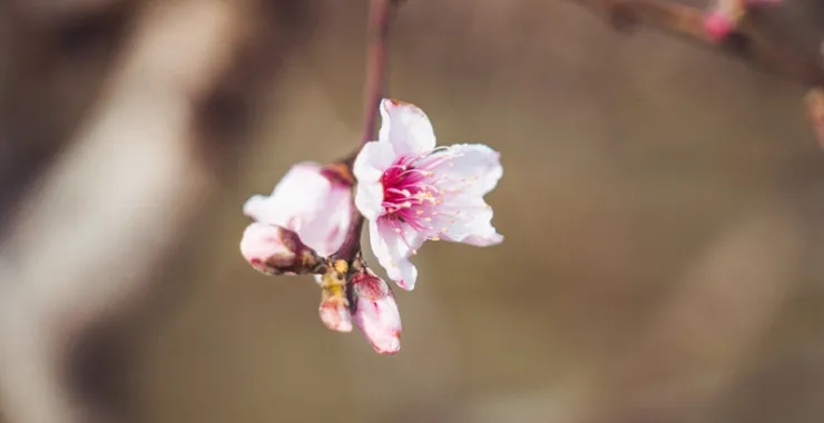 春天粉色花朵花开孤独