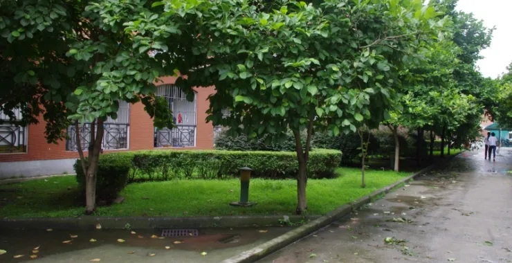杭州师范大学文一路小区（已拆除）大学寝室绿植