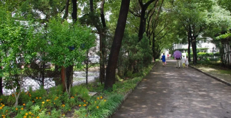 杭州师范大学文一路校区（已拆除）校园林荫大道
