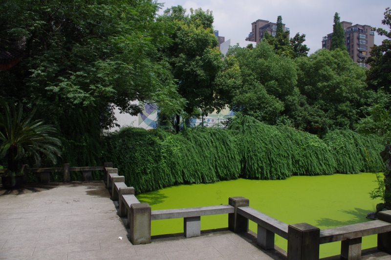 杭州师范大学文一路校区（已拆除）池塘绿植