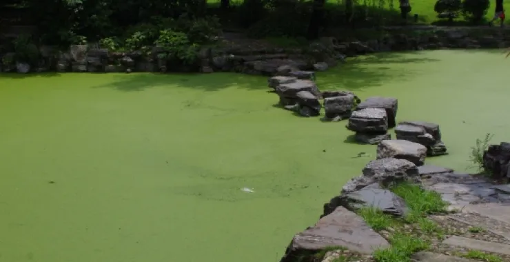 杭州师范大学文一路校区（已拆除）池塘绿植石块