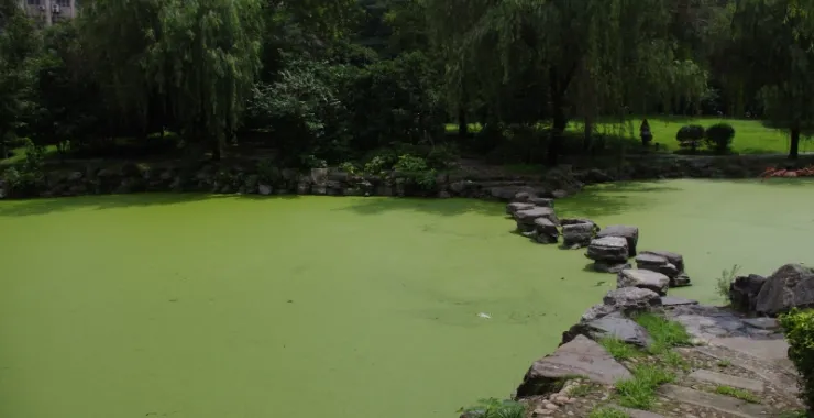 杭州师范大学文一路校区（已拆除）池塘绿植石块