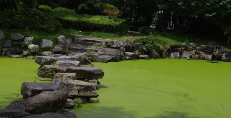 杭州师范大学文一路校区（已拆除）校园水池绿植