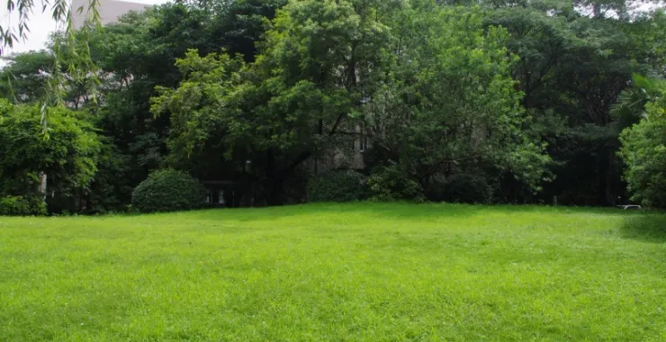 杭州师范大学文一路校区（已拆除）校园草皮绿植