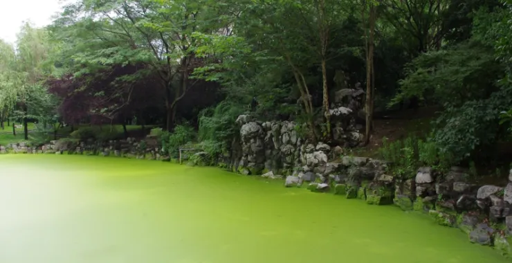 杭州师范大学文一路校区（已拆除）校园柳树石桥水池