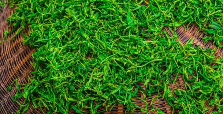 春天绿茶制茶工艺烘焙