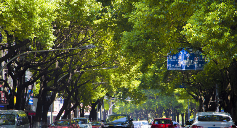 阳明东路街景参天大树路标牌路灯车流