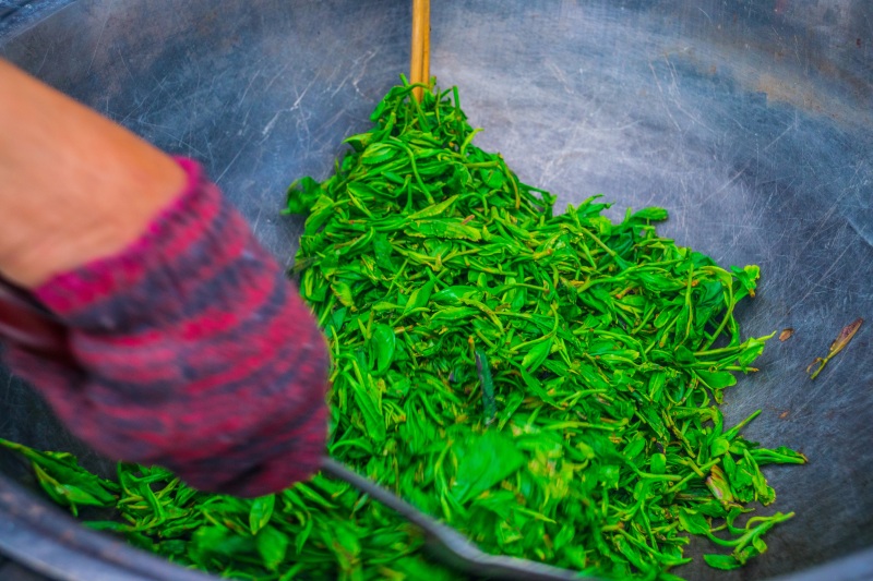 春天绿茶制茶工艺炒茶