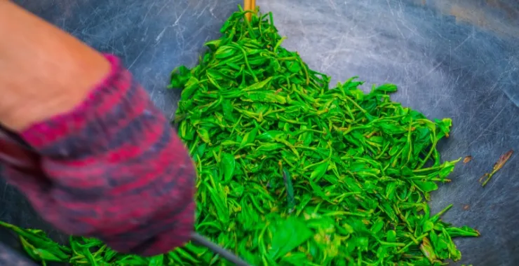 春天绿茶制茶工艺炒茶