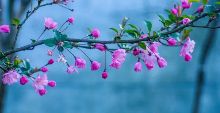 植物花粉色海棠