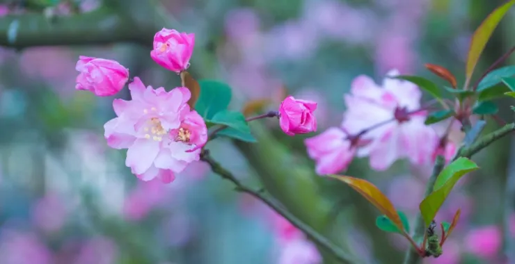 植物花粉色海棠