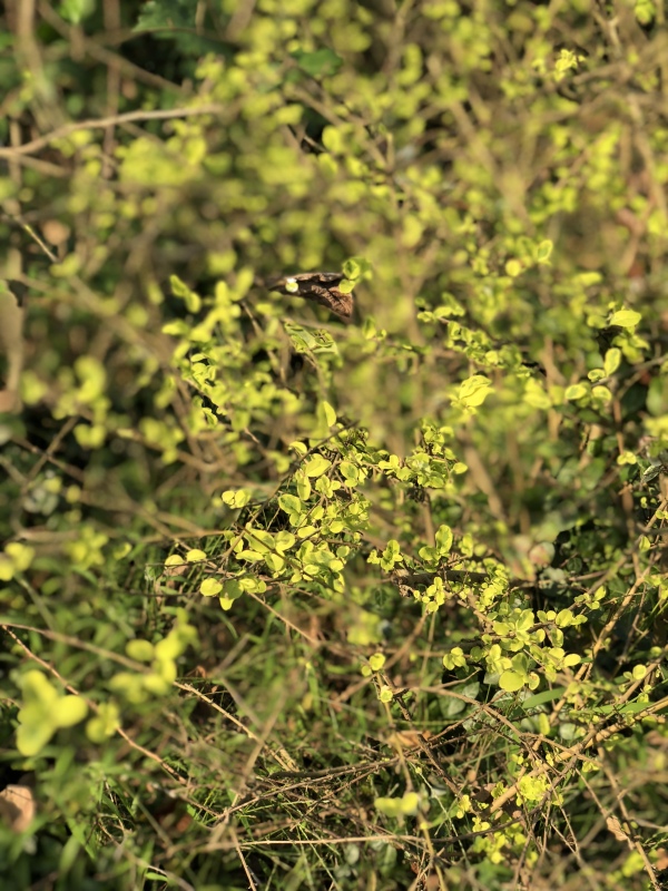 杂草野生植物绿植阳光春天生机盎然