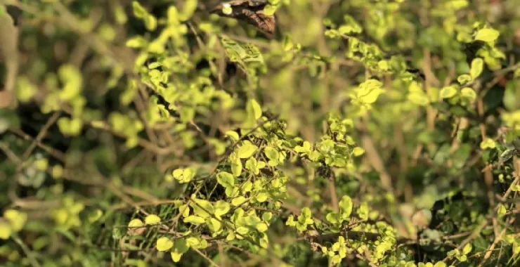 杂草野生植物绿植阳光春天生机盎然