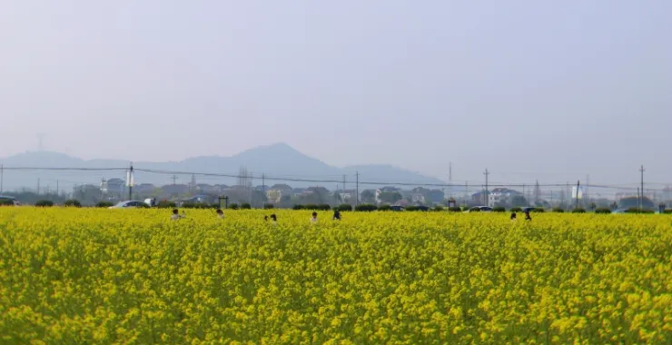 马渚瑶街弄的油菜花