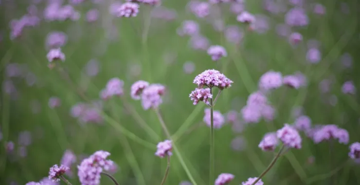 郊外风景紫色花朵花海踏青照