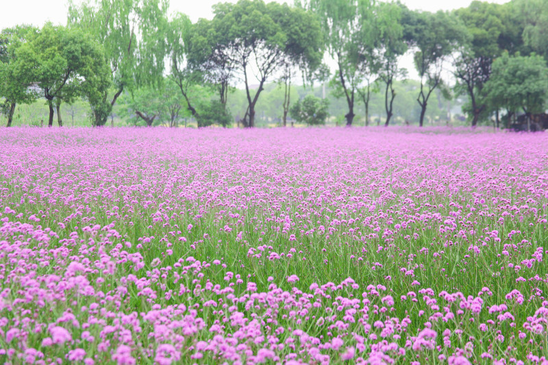 梦幻紫色花海郊外赏花拍照打卡