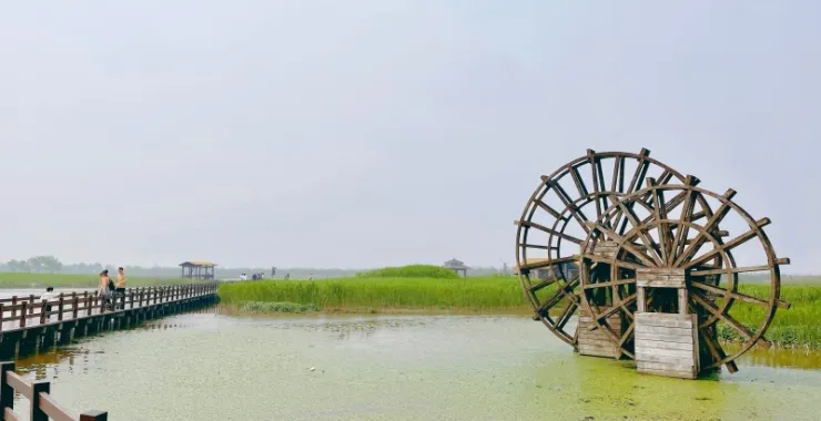杭州湾湿地公园户外风景照