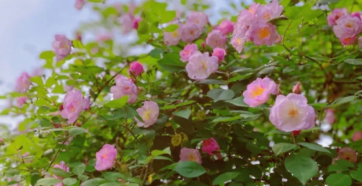 春天院子粉色蔷薇花