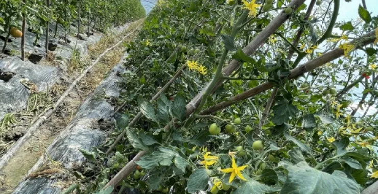 大棚番茄小苗 水果生鲜