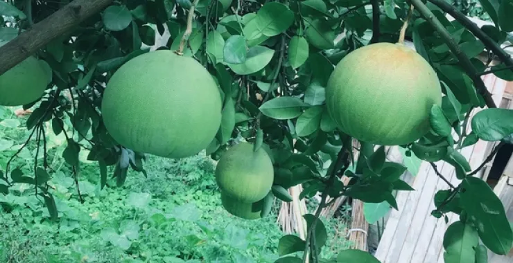 自家院子文旦树水果