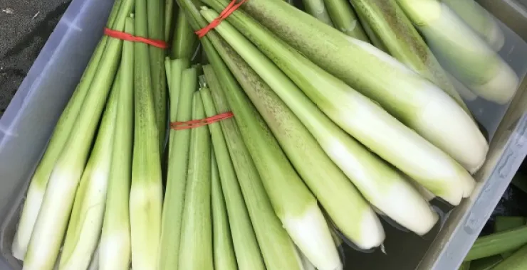 余姚特产茭白家常菜 