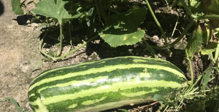 绿色菜瓜本地种植采摘