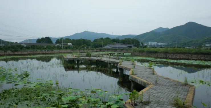 农庄荷花塘旅游风景照