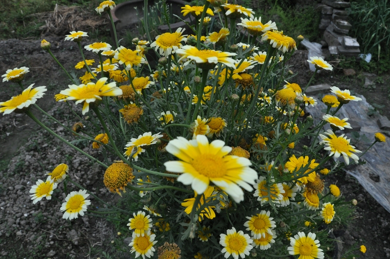 漫山遍野的小黄花