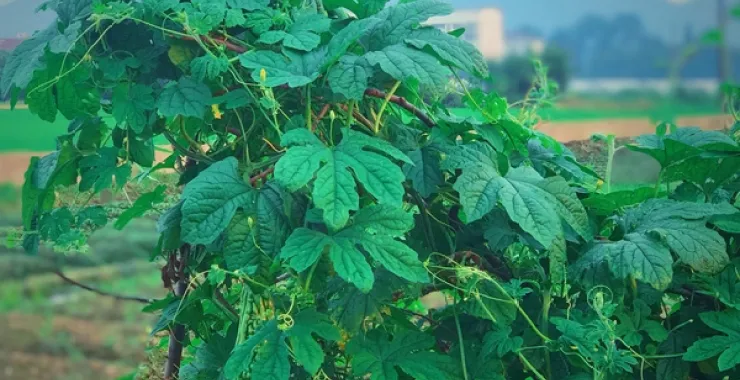 田间蔬菜绿色苦瓜