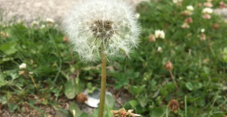 蒲公英在草地上自然植物